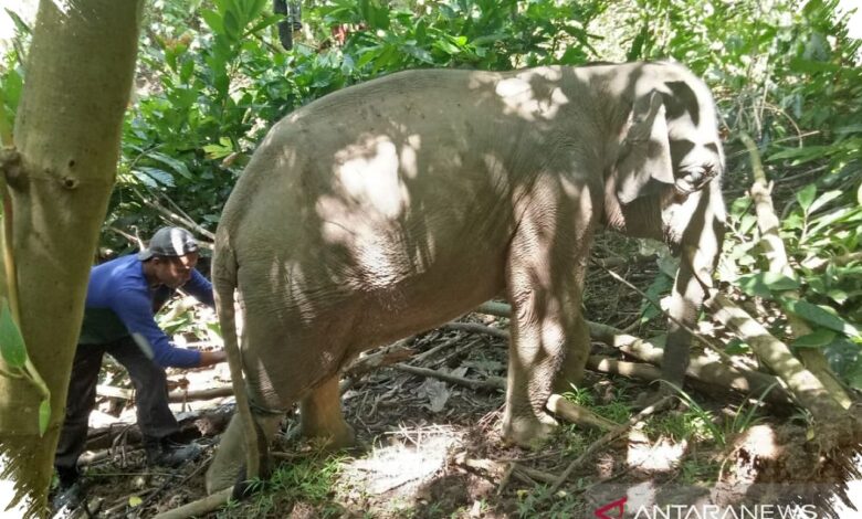 Gajah Diduga Menutup Saluran Telinga untuk Menangkap Getaran dari Tanah
