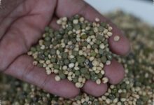 Bensin RI Bersiap Diversifikasi, Singkong hingga Aren Dibidik untuk Bioetanol