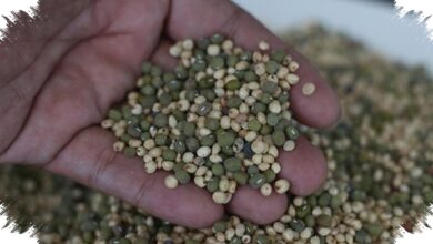 Bensin RI Bersiap Diversifikasi, Singkong hingga Aren Dibidik untuk Bioetanol