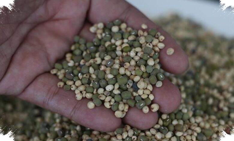 Bensin RI Bersiap Diversifikasi, Singkong hingga Aren Dibidik untuk Bioetanol