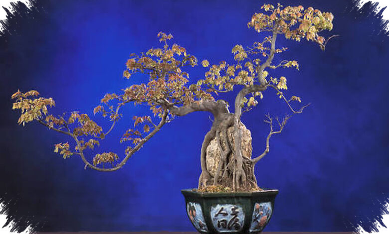 Dari Bibit Elm 2,5 Tahun ke Batang Besar, Kunci Bonsai Ternyata Ada di Akar