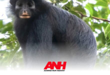 Monyet Berbibir Oranye dari Kongo Ini Menyimpan Jejak Evolusi hingga 5 Juta Tahun