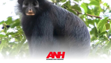 Monyet Berbibir Oranye dari Kongo Ini Menyimpan Jejak Evolusi hingga 5 Juta Tahun
