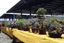 Bonsai Santigi 50 Cm Ditawar Rp1,5 Miliar, Batang dan Akar Jadi Penentu Nilai
