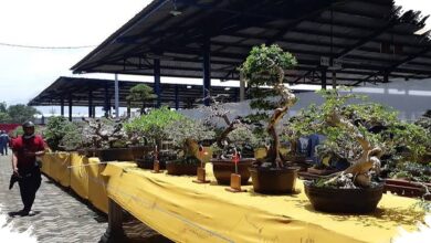 Bonsai Santigi 50 Cm Ditawar Rp1,5 Miliar, Batang dan Akar Jadi Penentu Nilai