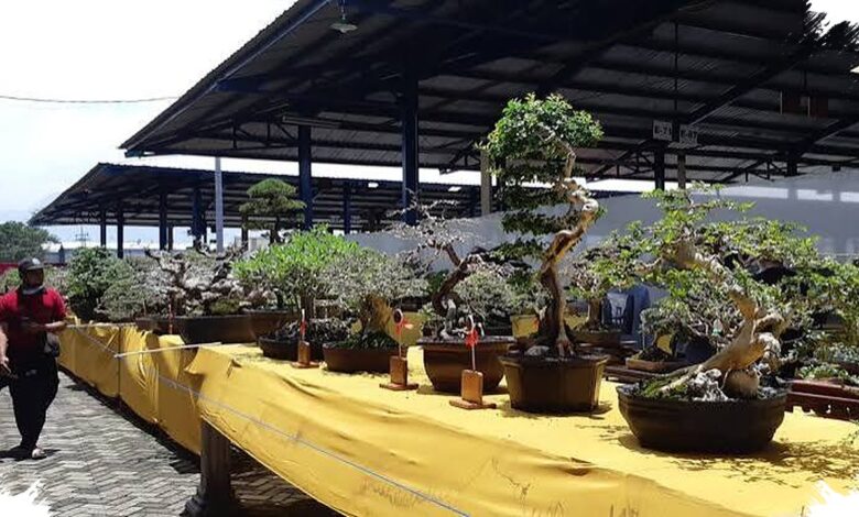 Bonsai Santigi 50 Cm Ditawar Rp1,5 Miliar, Batang dan Akar Jadi Penentu Nilai