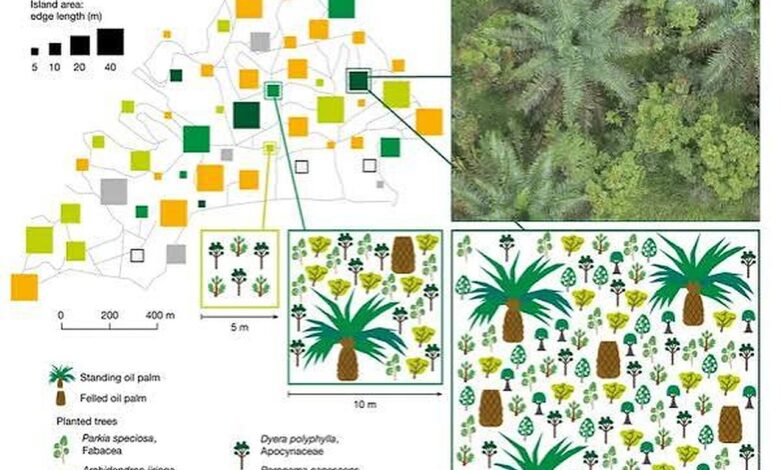 Pulau Pohon di Kebun Sawit Mengantar Riset Dosen Unja Raih Juara Nasional Jerman