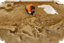 Teori Maggot Tak Cukup, Jejak Nitrogen Neanderthal Kembali Mengarah ke Mamut