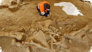 Teori Maggot Tak Cukup, Jejak Nitrogen Neanderthal Kembali Mengarah ke Mamut