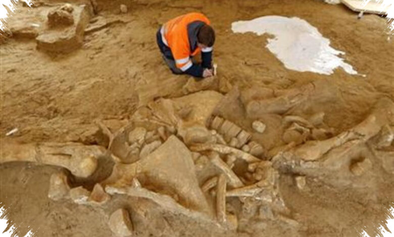 Teori Maggot Tak Cukup, Jejak Nitrogen Neanderthal Kembali Mengarah ke Mamut