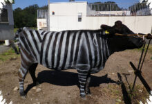 Sapi Bergaris Zebra Raih Ig Nobel, Ilusi Optiknya Terbukti Mengurangi Lalat