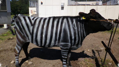 Sapi Bergaris Zebra Raih Ig Nobel, Ilusi Optiknya Terbukti Mengurangi Lalat