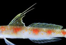 Gobi Udang Baru Banyuwangi Mirip Ikan Jepang, tetapi DNA dan Warnanya Tegas Berbeda