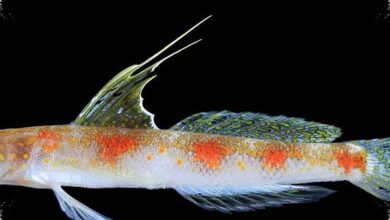 Gobi Udang Baru Banyuwangi Mirip Ikan Jepang, tetapi DNA dan Warnanya Tegas Berbeda