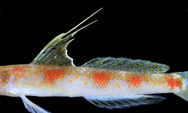 Gobi Udang Baru Banyuwangi Mirip Ikan Jepang, tetapi DNA dan Warnanya Tegas Berbeda