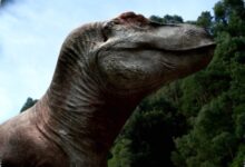 Bayi T. rex Diduga Sudah Memburu dan Menghancurkan Tulang Mangsa Sejak Menetas