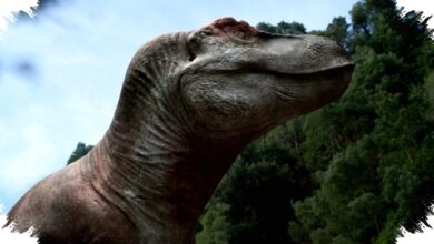 Bayi T. rex Diduga Sudah Memburu dan Menghancurkan Tulang Mangsa Sejak Menetas