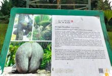 Sapi Bercorak Zebra Bukan Sekadar Unik, Garis Putihnya Bikin Lalat Sulit Mendarat