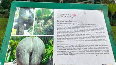 Sapi Bercorak Zebra Bukan Sekadar Unik, Garis Putihnya Bikin Lalat Sulit Mendarat