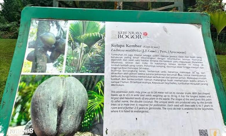 Sapi Bercorak Zebra Bukan Sekadar Unik, Garis Putihnya Bikin Lalat Sulit Mendarat