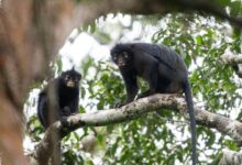 Monyet Likweli Bersuara Mirip Dengkur Babi, Hidup di Area Sempit Kongo