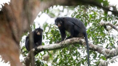 Monyet Likweli Bersuara Mirip Dengkur Babi, Hidup di Area Sempit Kongo