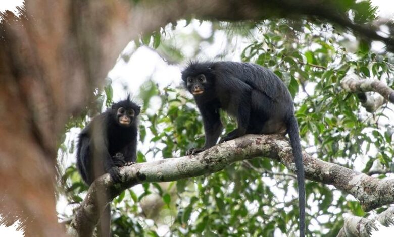 Monyet Likweli Bersuara Mirip Dengkur Babi, Hidup di Area Sempit Kongo