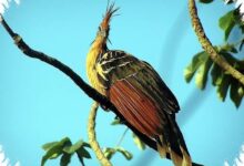 Lidah dan Perut Manakin Mengubah Evolusi, Buah Jadi Bahan Bakar Tarian Kawin
