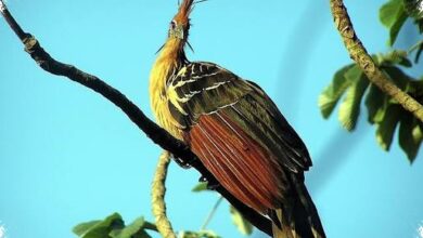 Lidah dan Perut Manakin Mengubah Evolusi, Buah Jadi Bahan Bakar Tarian Kawin
