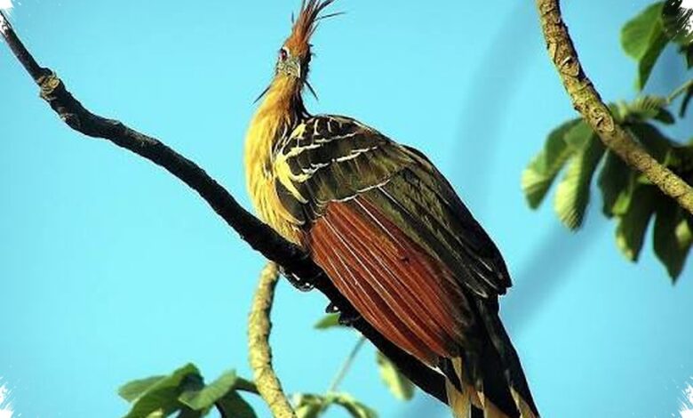 Lidah dan Perut Manakin Mengubah Evolusi, Buah Jadi Bahan Bakar Tarian Kawin