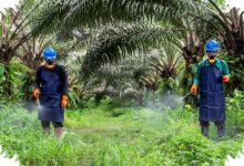 Fondasi K3 Sawit Dinilai Kuat, Tantangan Terbesarnya Ada pada Budaya Kerja