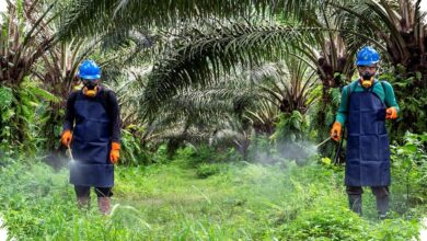 Fondasi K3 Sawit Dinilai Kuat, Tantangan Terbesarnya Ada pada Budaya Kerja