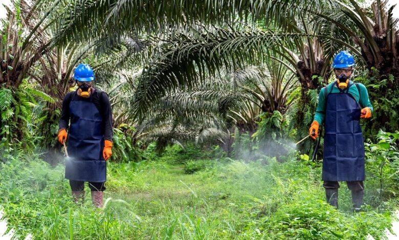 Fondasi K3 Sawit Dinilai Kuat, Tantangan Terbesarnya Ada pada Budaya Kerja