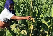 Batas Nikotin dan Tar Dinilai Mengancam Panen, Petani Tembakau Minta Aturan Diubah